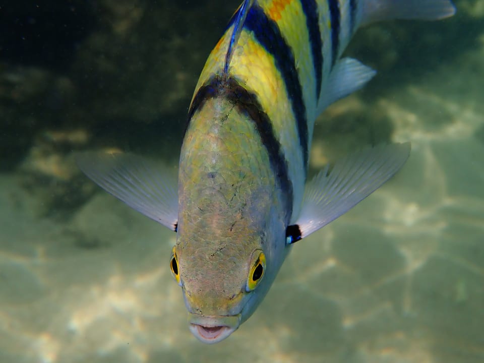 Strand Pickalbatros Citadel Resort