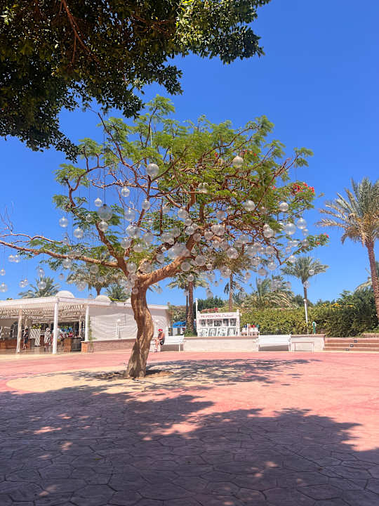 Gartenanlage Desert Rose