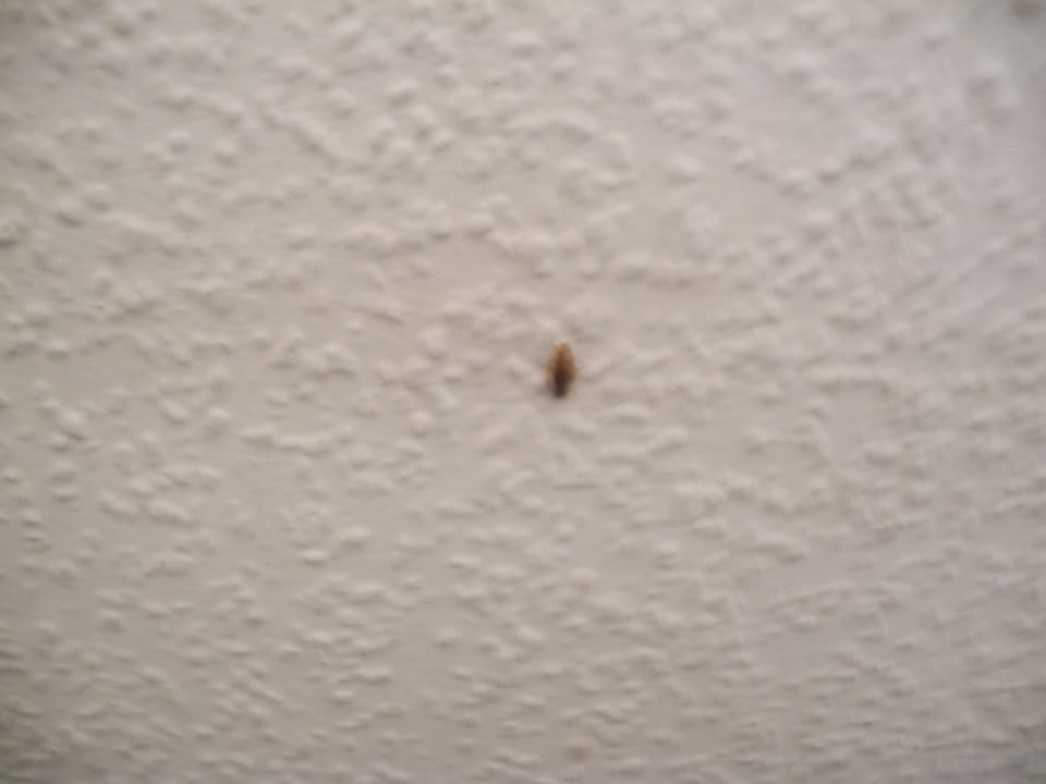 Ungeziefer Rivijera Villen & Dependance Flora & Madera