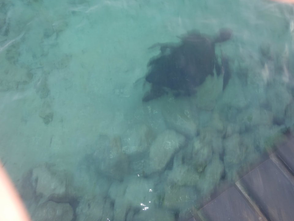 Schildi am steg Three Corners Sea Beach Resort