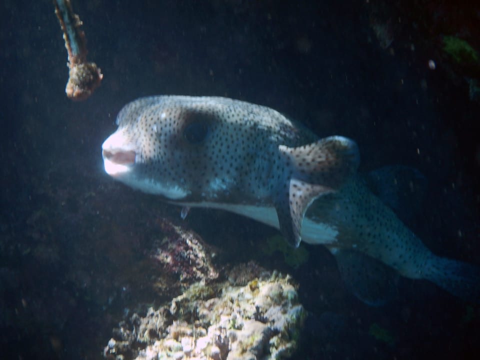 Hausriff Malikia Resort Abu Dabbab