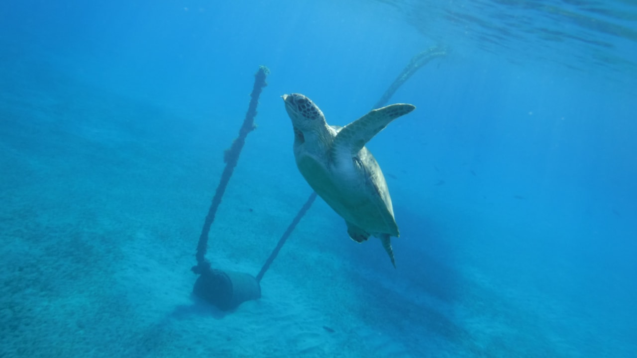 Sport & Freizeit Malikia Resort Abu Dabbab