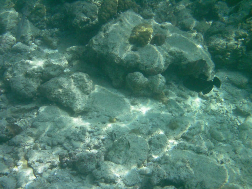 Riff kaputt Adaaran Select Meedhupparu Island Resort - Premium All Inclusive