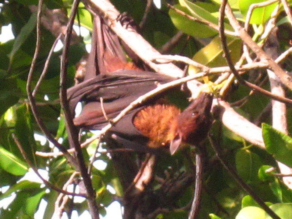 Flughund auf Thulagiri Thulhagiri Island Resort