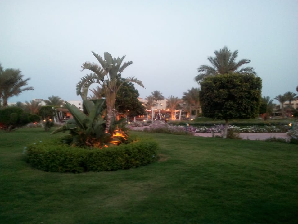 Gartenanlage Desert Rose