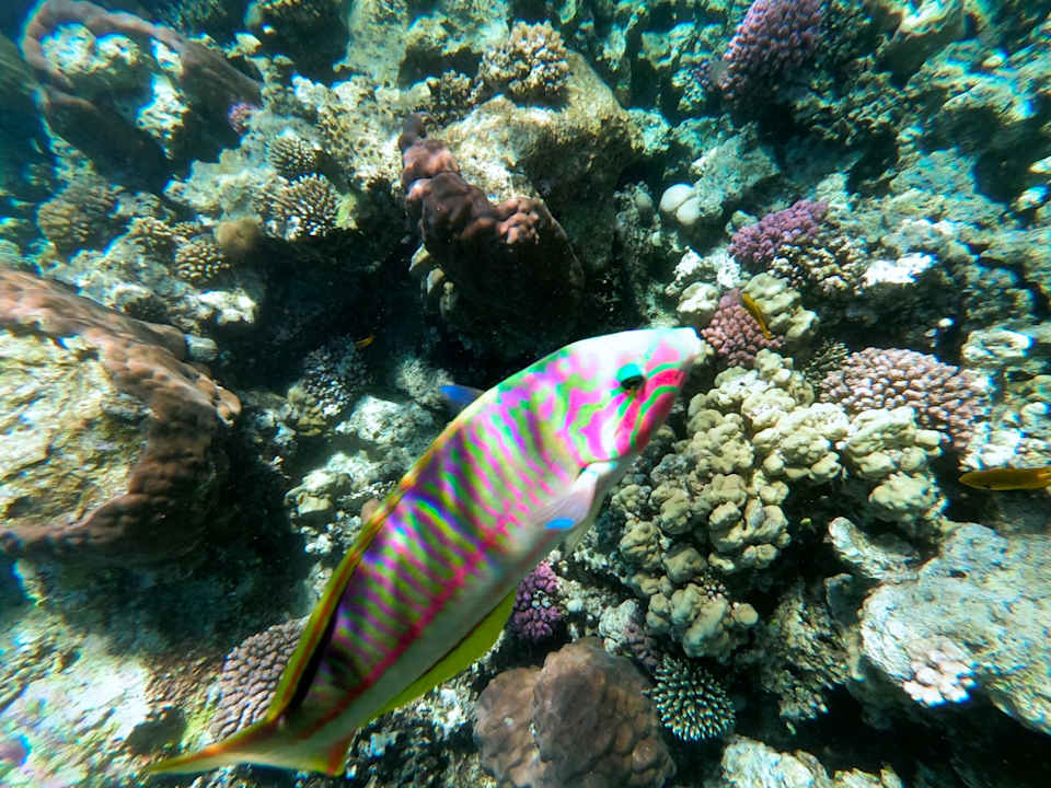 Strand JAZ Elite Asteria