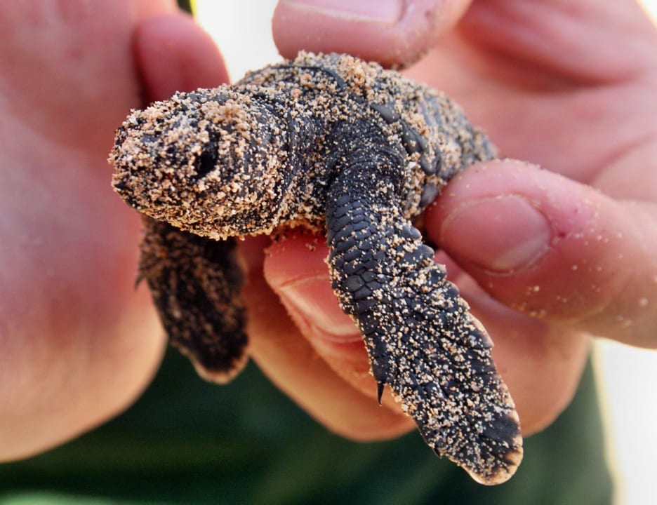 Schildkröte Hotel Riu Funana
