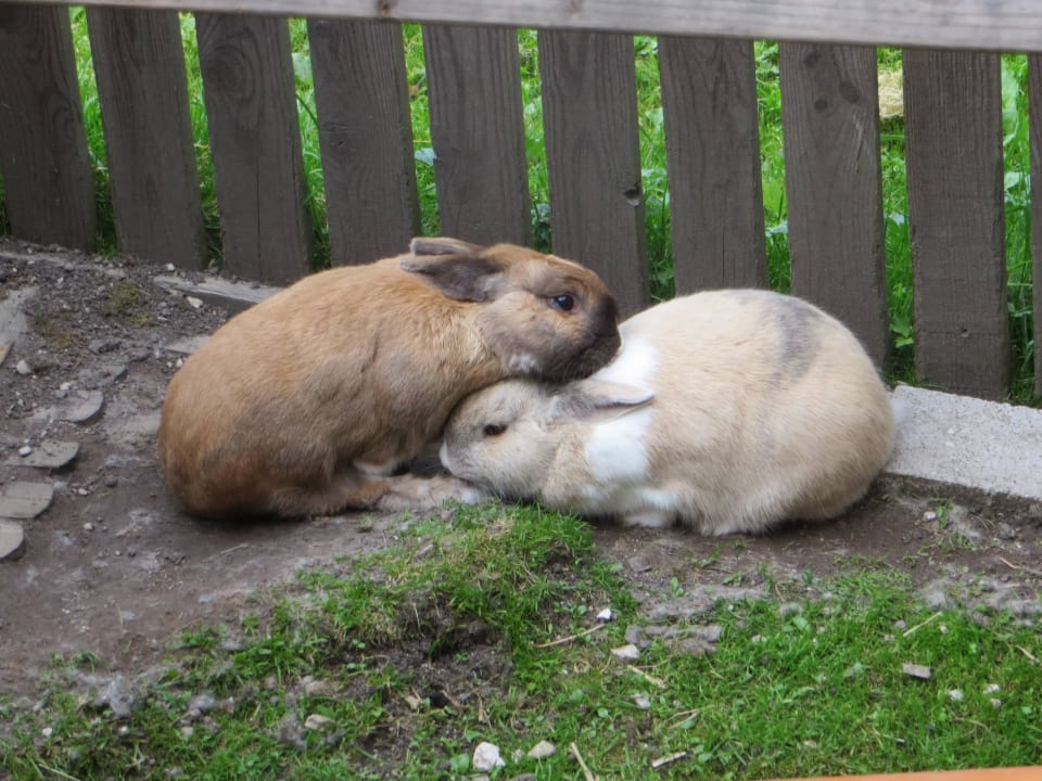 Die kuscheligen Haasen Ferienhof Obertenn