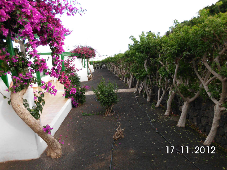 Es wird nichts nachgepflanzt Hotel Hyde Park Lane