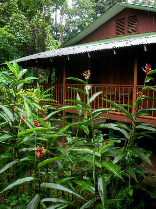 Ringsum nur Natur Hotel Selva Verde Lodge & Rainforest Reserve