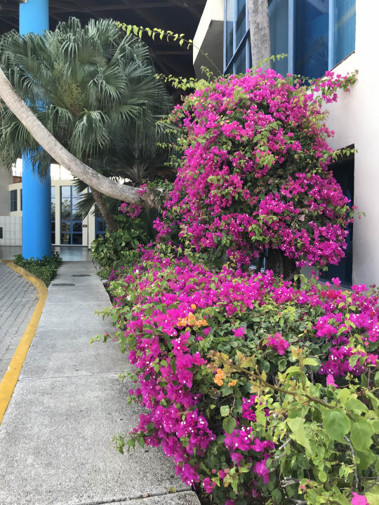 Vor dem Hoteleingang Muthu Playa Varadero