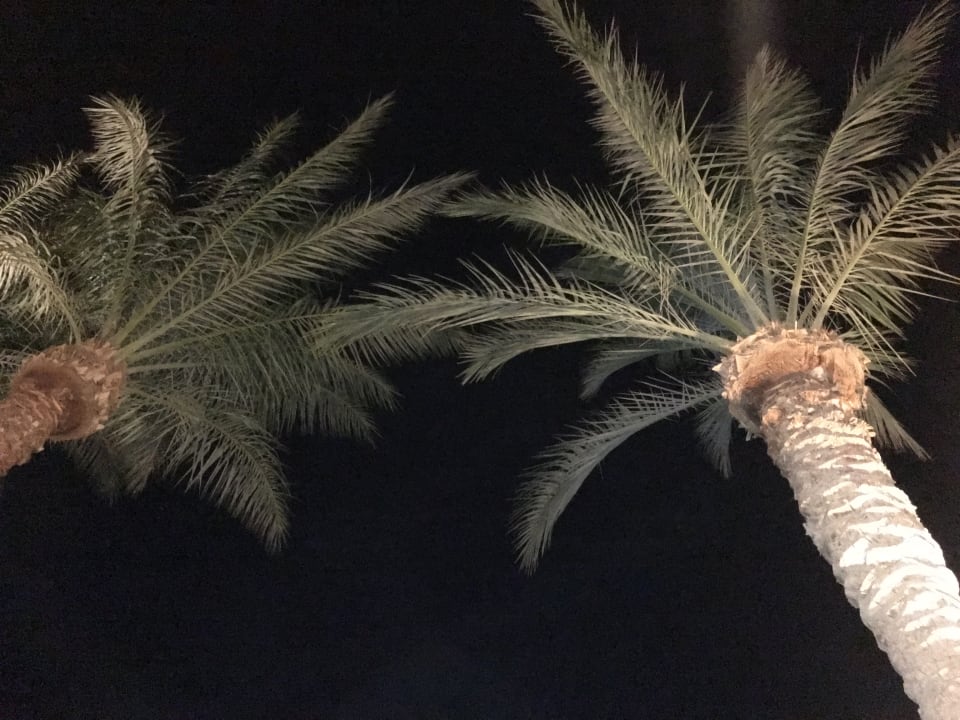 Gartenanlage Ali Baba Palace Resort