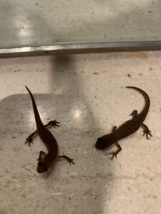 Sonstiges Almyros Villas Resort