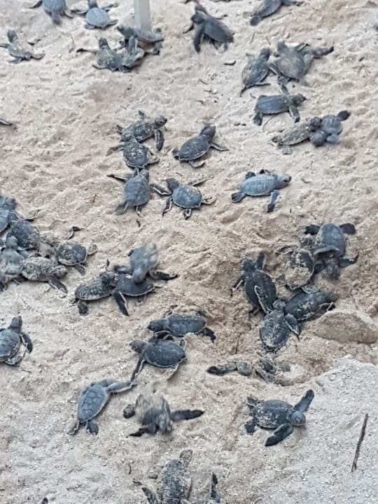 Strand Akumal Bay Beach & Wellness Resort