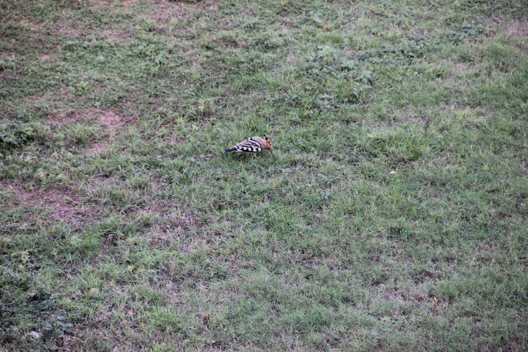 Hotel Iberotel Miramar Al Aqah Beach Resort Miramar Al Aqah Beach Resort