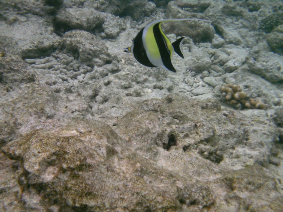 Eindruck der Unterwasserwelt direkt vor der  Villa Kuramathi Maldives