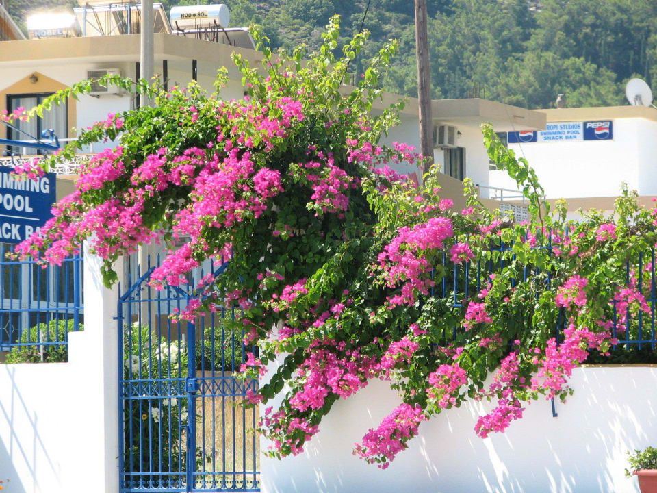 Schöner Blumenschmuck am Pool! Hotel Danae