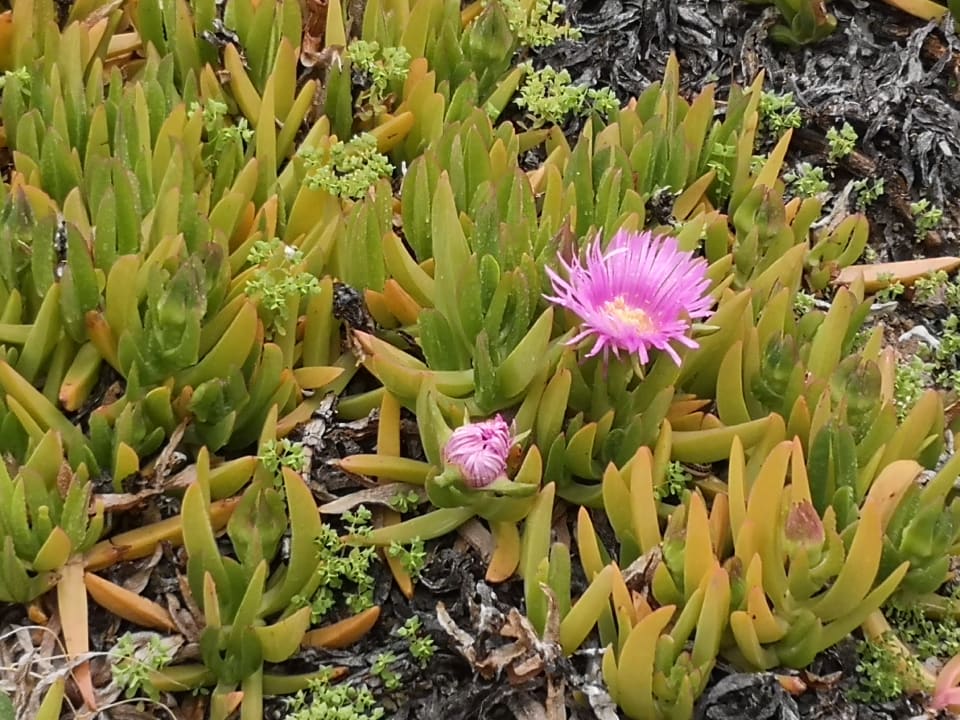 Gartenanlage Korumar Ephesus Beach & Spa Resort