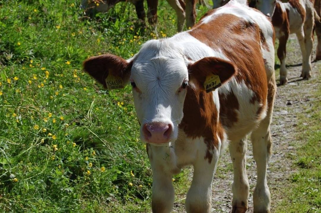 Tiere am Hof Kälbchen Peterer-Hof