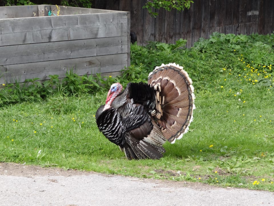 Truthahn auf dem Hof Biobauernhof Loitzhof