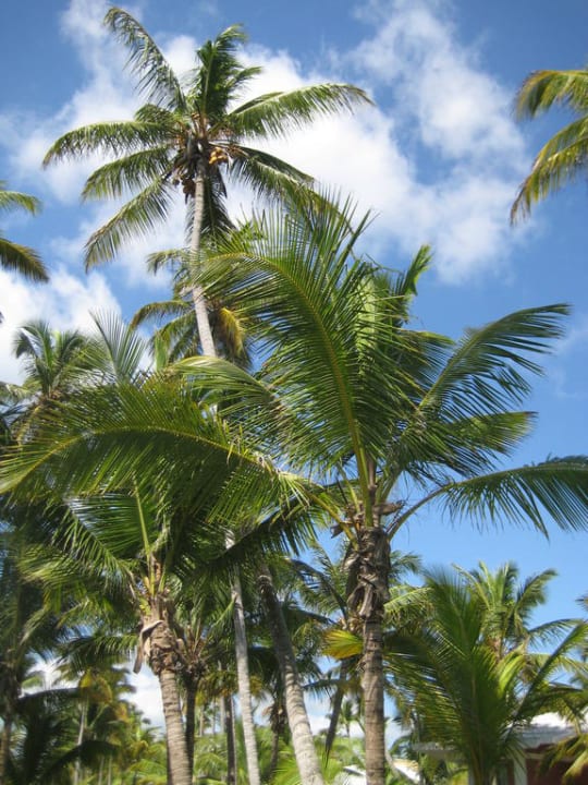 Gartenanlage Hotel Grand Palladium Palace Resort, Spa & Casino