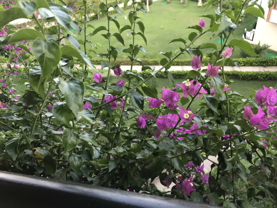 Ausblick Justiniano Park Conti