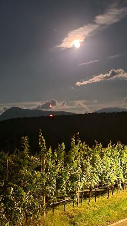 Ausblick Gartenhotel Moser