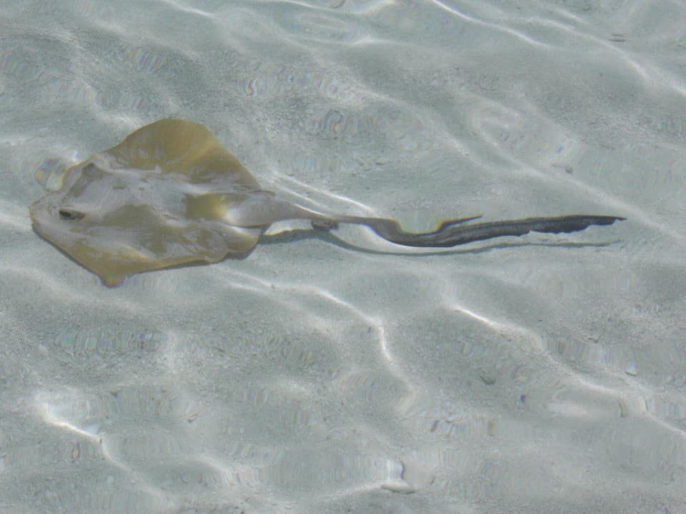 Meeresbewohner Vilamendhoo Island Resort & Spa