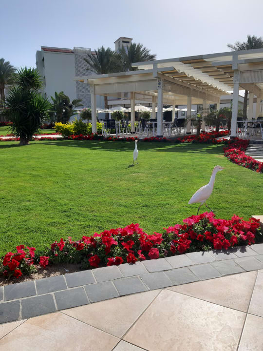 Sonstiges Pickalbatros Dana Beach Resort - Hurghada
