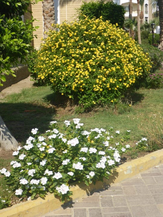 Gartenanlage Regina Resort and Aqua Park Hurghada