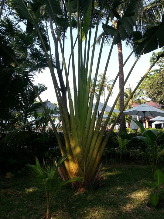 Exotischer Baum NH Collection Samui Peace Resort