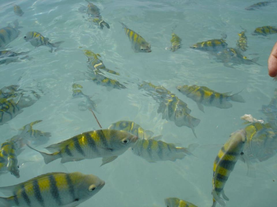 Fische füttern Akumal Bay Beach & Wellness Resort