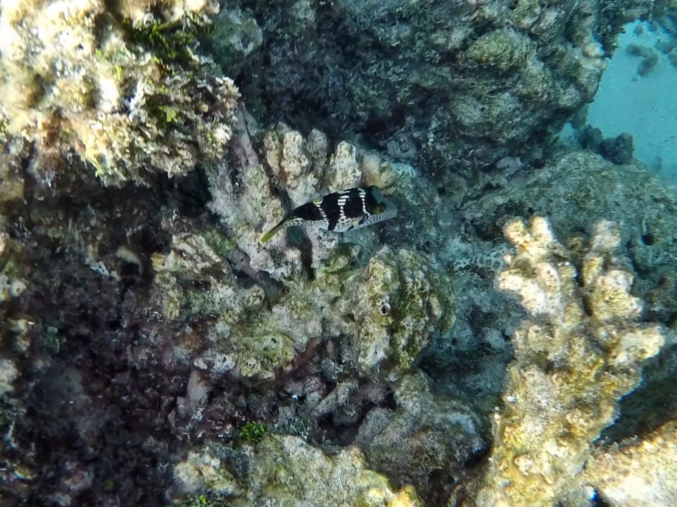 Mimikry - Feilenfisch NH Collection Maldives Havodda Resort