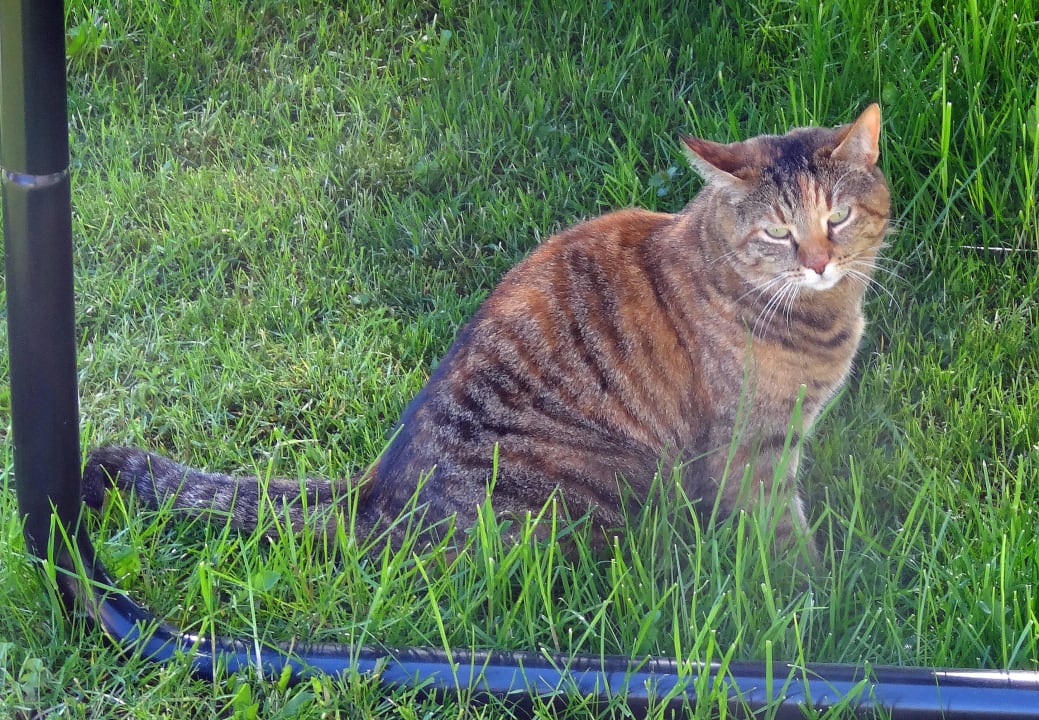 Katze Lilly Ferienhof Buchberger