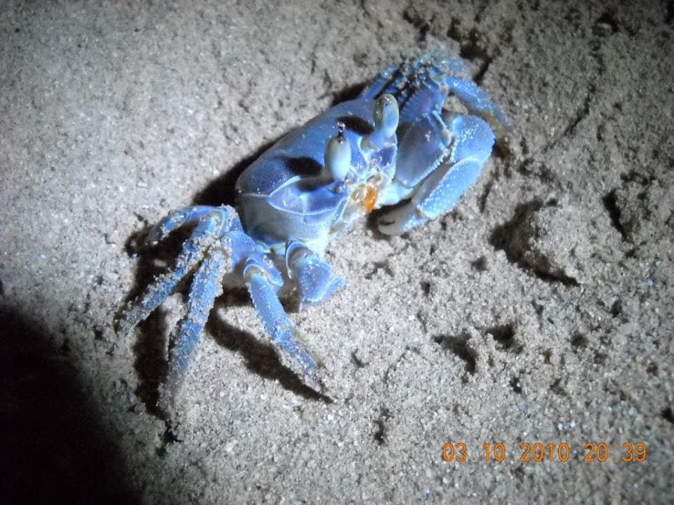 Krebs Siva Golden Bay Makadi