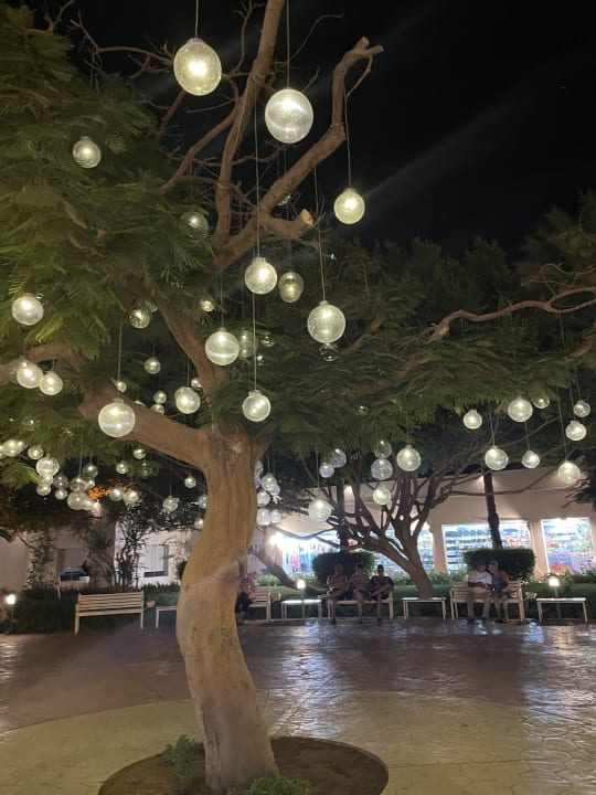 Gartenanlage Desert Rose