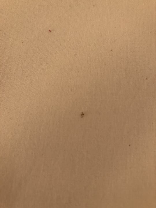 Zimmer Hotel Orfeus Park