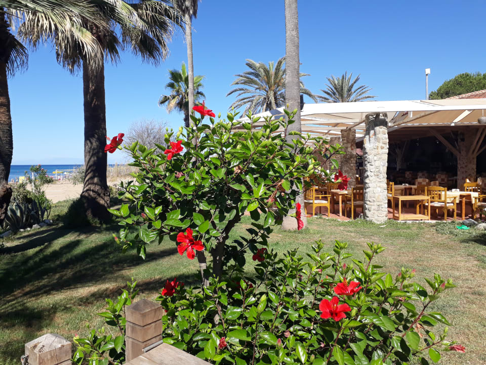 Gartenanlage Hotel Defne Garden