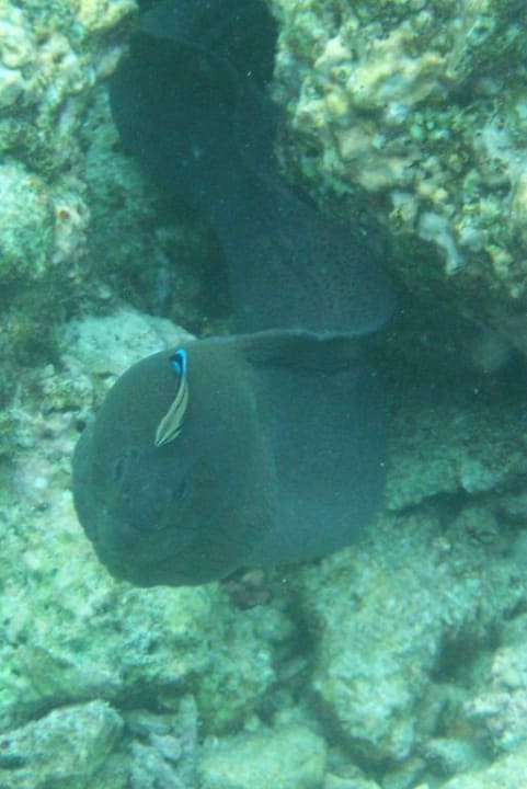 Muräne am Riff Embudu Village