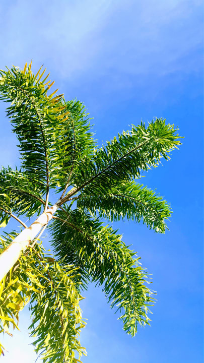 Sonstiges Alona Royal Palm Resort