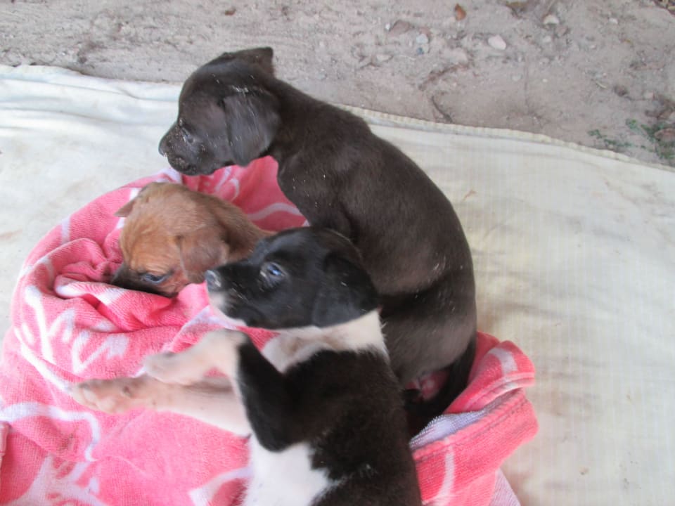 Baby BelleVue Dominican Bay