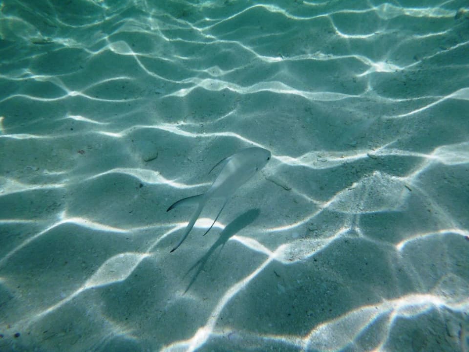 Strand Lagune Seite Kuredu Island Resort & Spa