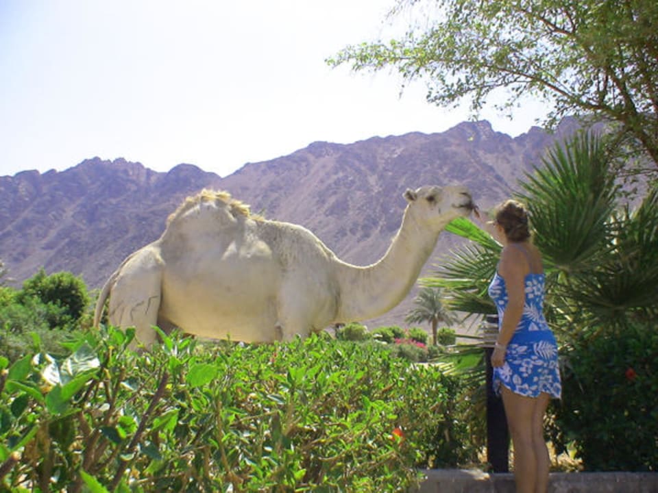 Kamel Happy Life Village