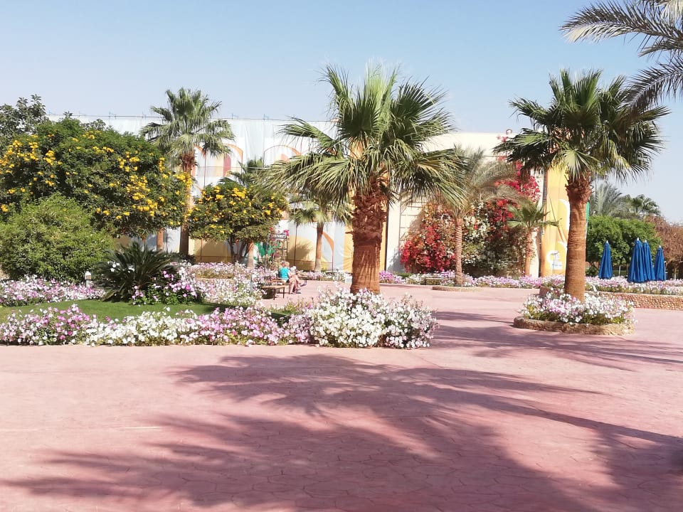 Gartenanlage Desert Rose