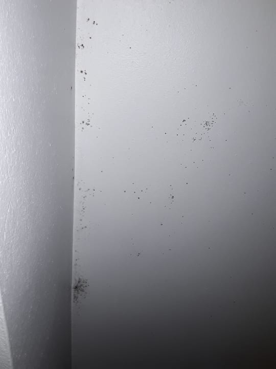 Decke Sauna Aufenthaltsraum (Schimmel) Hotel Klaus