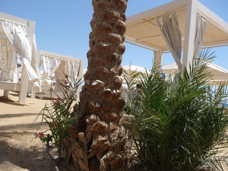 Liegen am Hotelstrand Kaisol Romance Resort