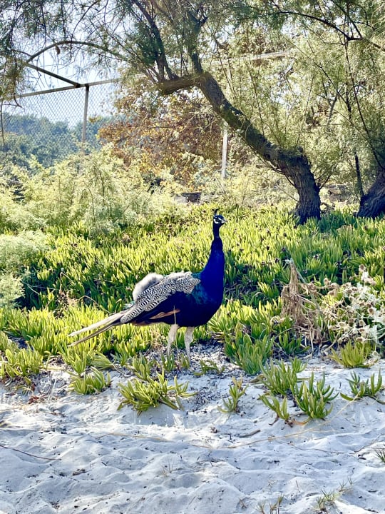 Strand Hotel Makryammos Bungalows