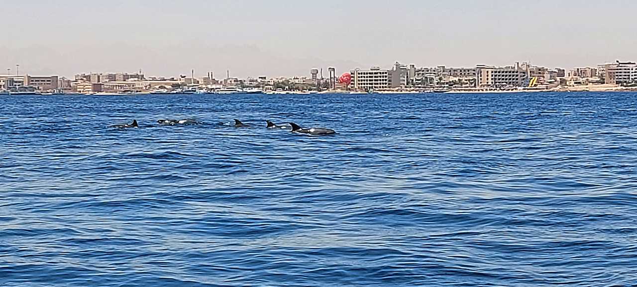 Ausblick Desert Rose