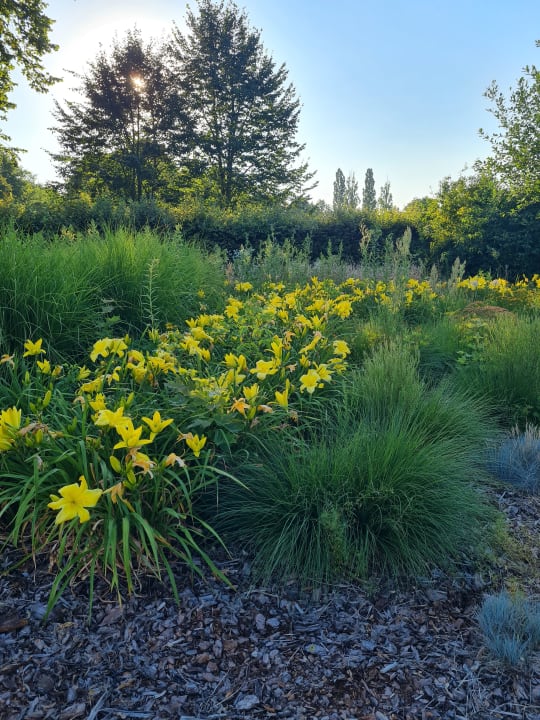 Gartenanlage SeeHotel Großräschen