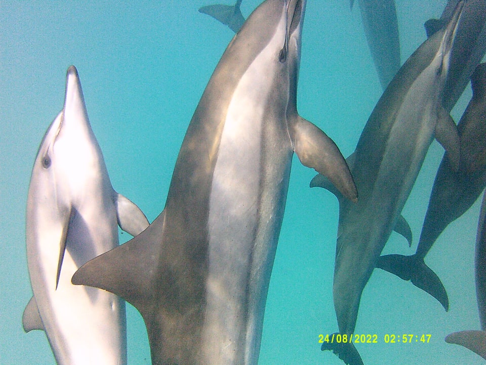 Sport & Freizeit Shams Alam Beach Resort